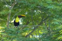 Ramphastos swainsonii