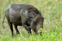 Common warthog