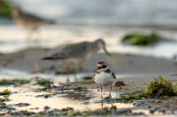 Charadrius hiaticula