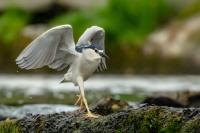 Nycticorax nycticorax