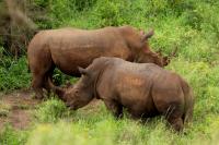 White rhinoceros