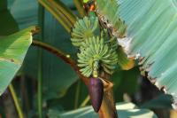 Thailand flora