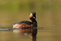 Podiceps nigricollis