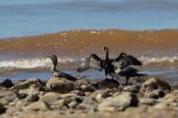 Phalacrocorax brasilianus