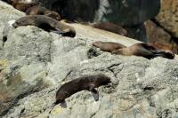 New Zealand sea lion