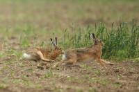 European hare