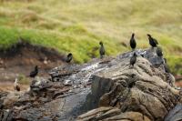 Phalacrocorax aristotelis