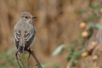 Cyprus FAUNA