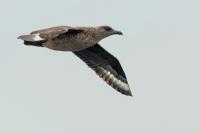 Stercorarius skua