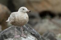 Larus hyperboreus