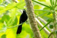 Crotophaga sulcirostris