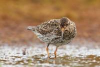 Calidris maritima