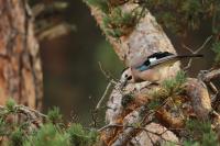 Garrulus glandarius atricapillus