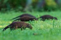 Banded mongoose