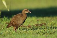 Gallirallus australis