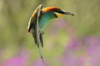 Merops apiaster