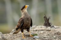 Caracara plancus