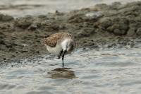 Calidris ruficollis