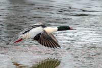 Mergus merganser