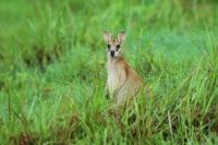 Agile wallaby