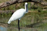 Platalea leucorodia