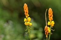 Sri Lanka - Flowers