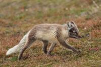 Arctic fox