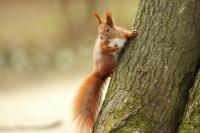 Red squirrel