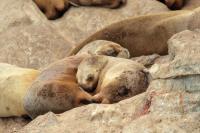 South American sea lion