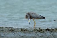 Egretta novaehollandiae