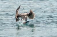 Larus michahellis