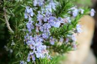 Sardinia - FLORA