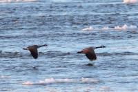 Branta canadensis