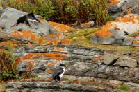 Phalacrocorax atriceps