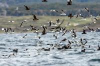 Larus dominicanus