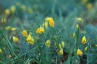 Mongolia flora