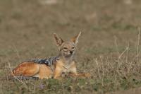 Black-backed jackal