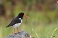 Haematopus ostralegus