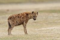 Spotted hyena