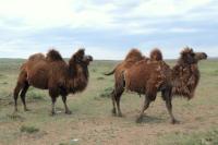 Bactrian camel