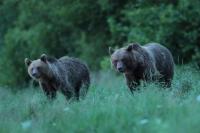 Brown bear