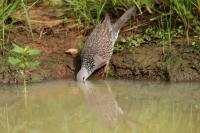 Streptopelia chinensis