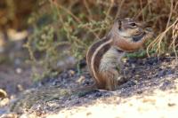 Barbary ground squirrel