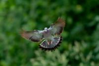 Columba oenas