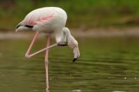 Phoenicopterus roseus