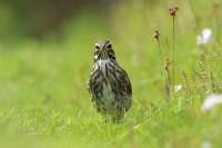 Turdus iliacus