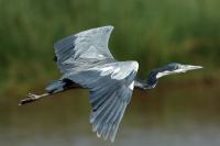 Ardea melanocephala