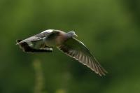 Columba palumbus