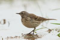 Anthus spinoletta