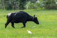 Wild water buffalo